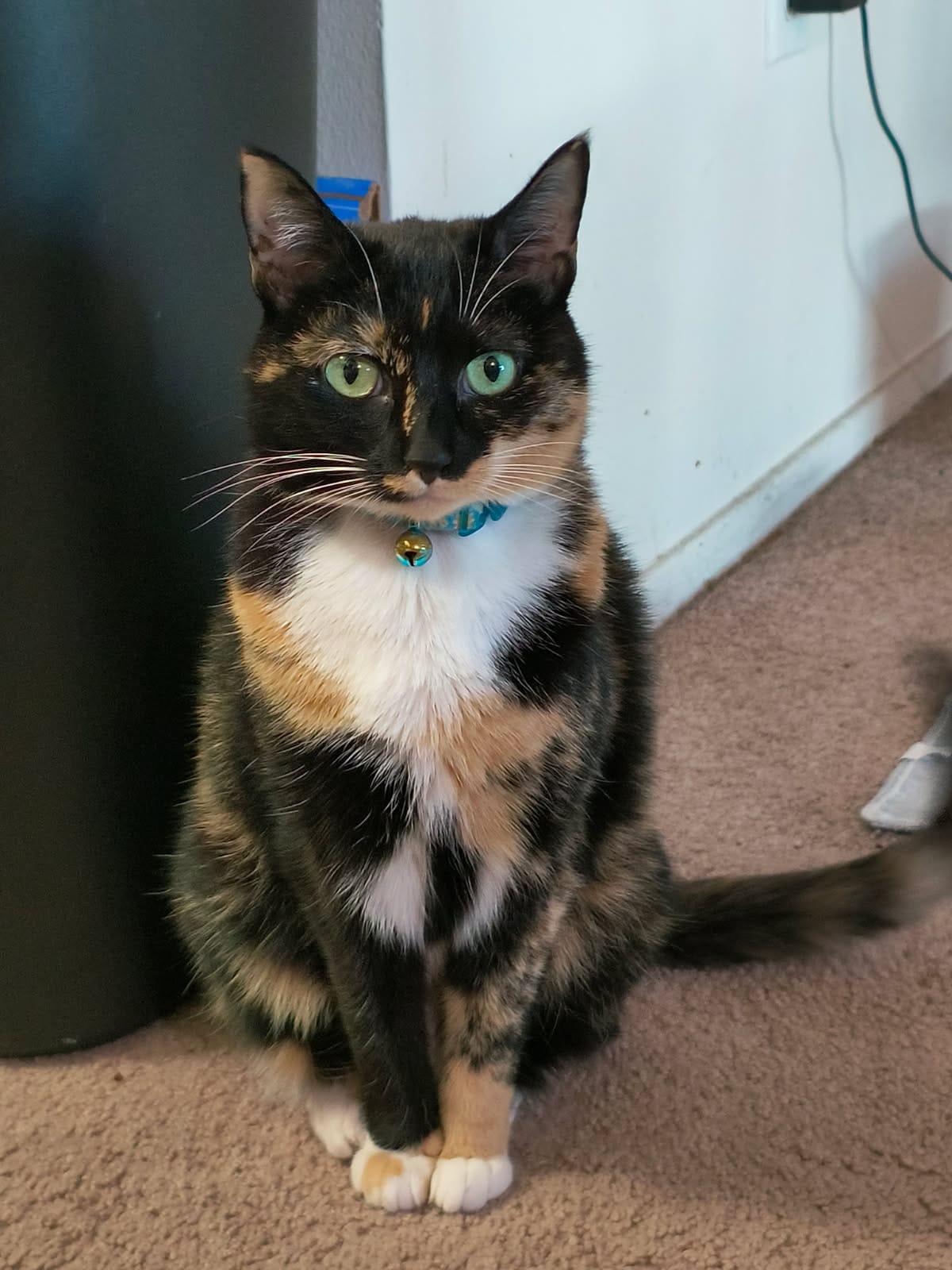 cat1