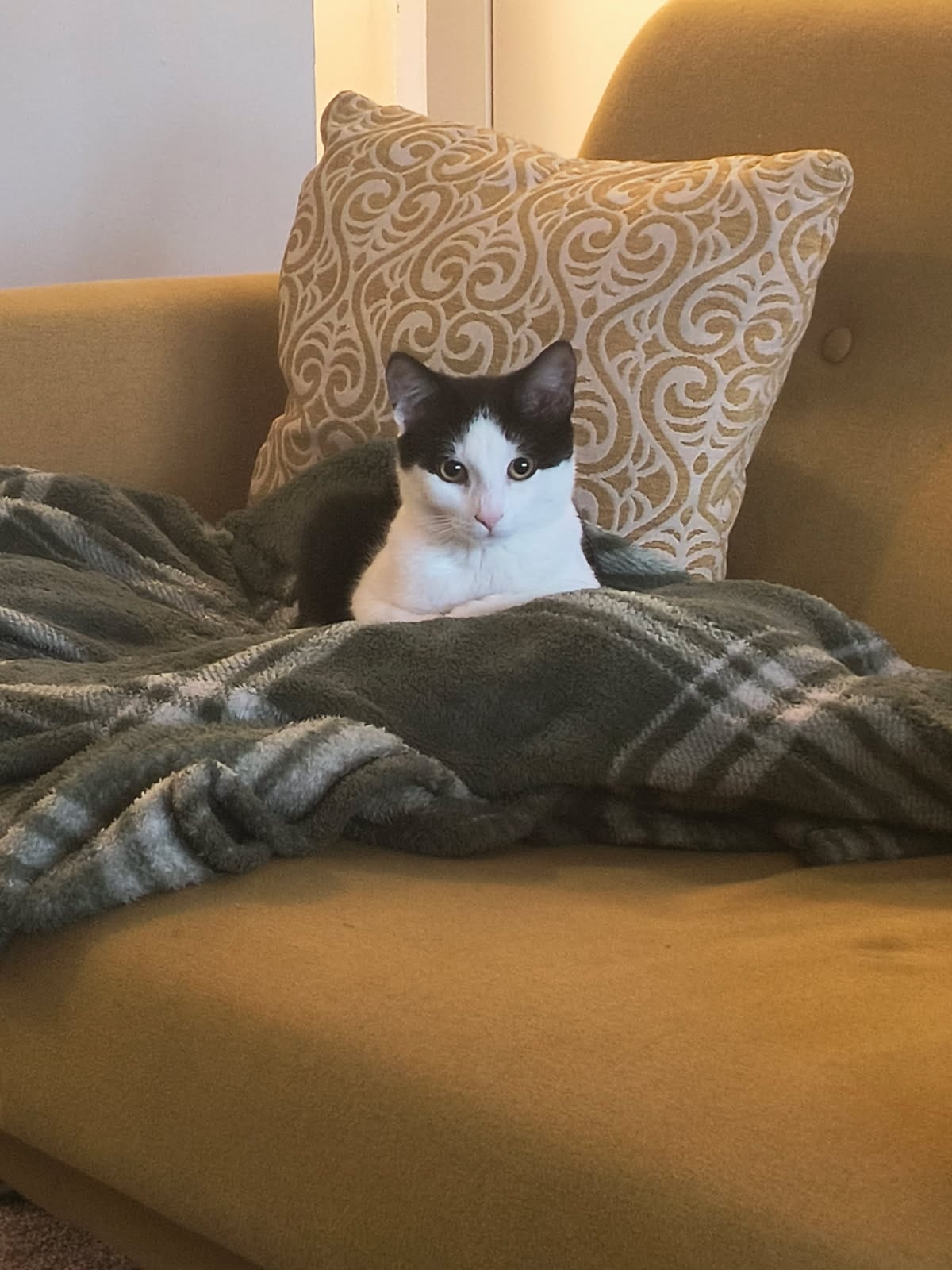 cat2